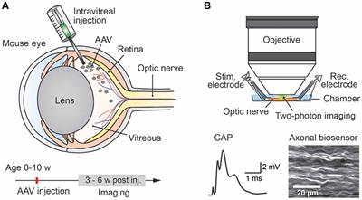 Intravitreal AAV-Delivery of Genetically Encoded Sensors Enabling Simultaneous Two-Photon Imaging and Electrophysiology of Optic Nerve Axons